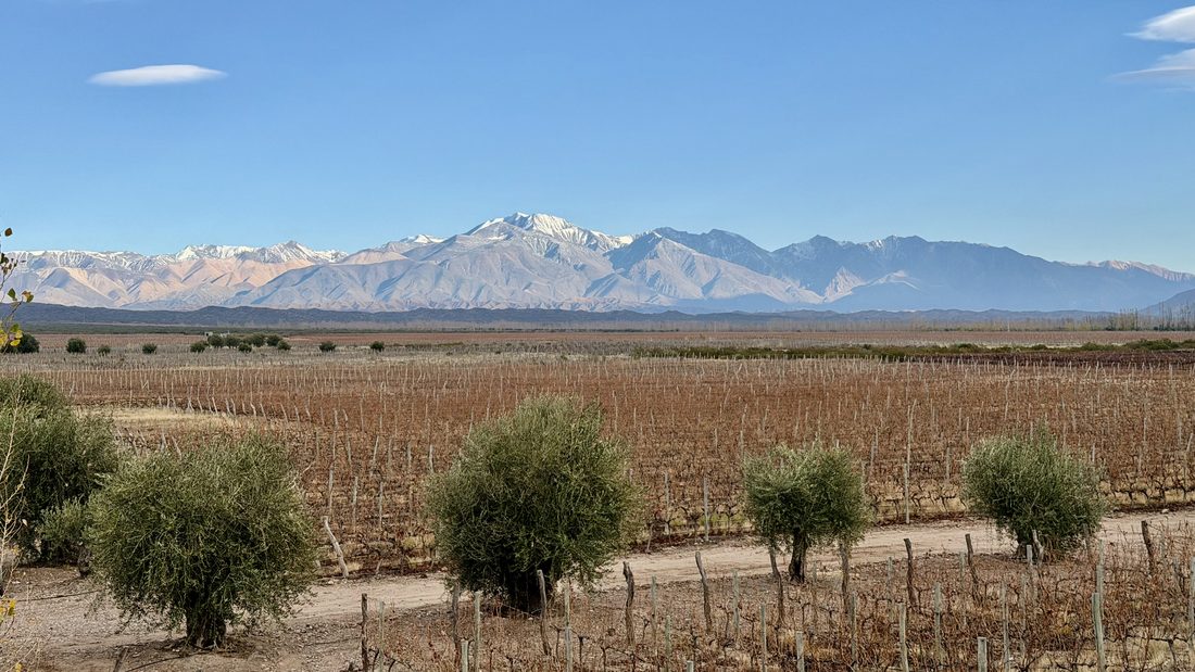 Vineyard rows running toward the Andes