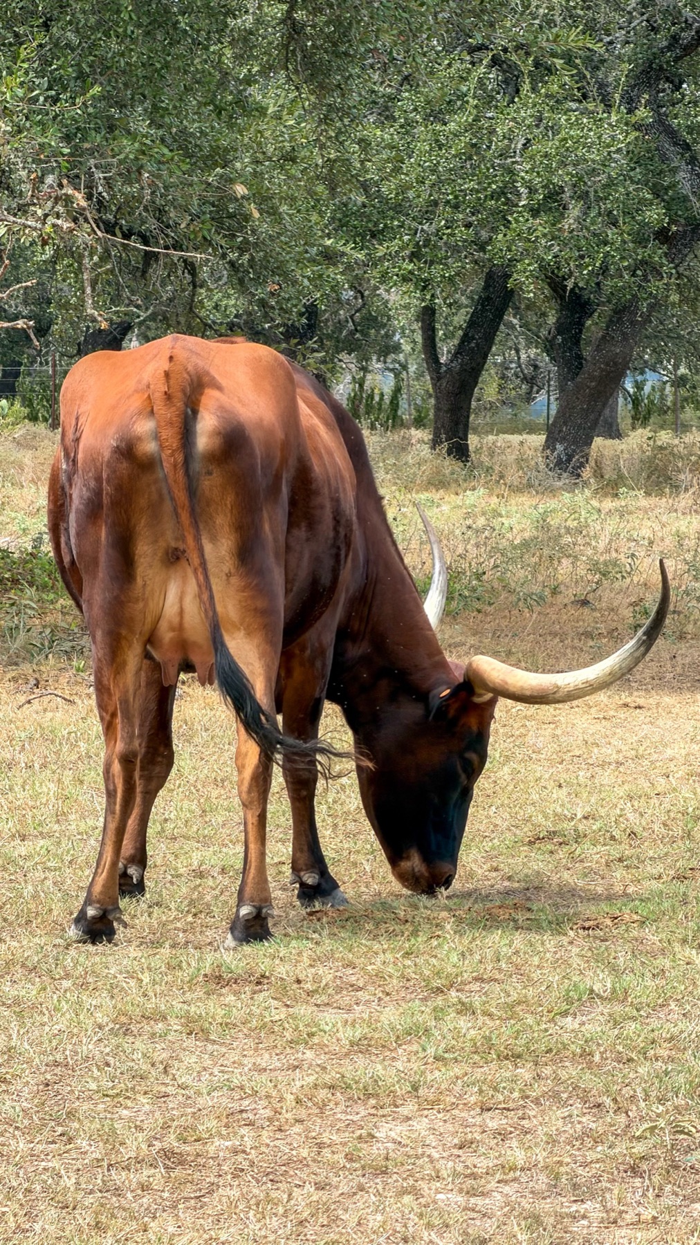 A longhorn grazing under live oaks