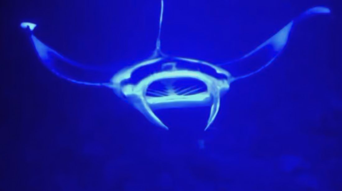 A manta ray lit against the dark water